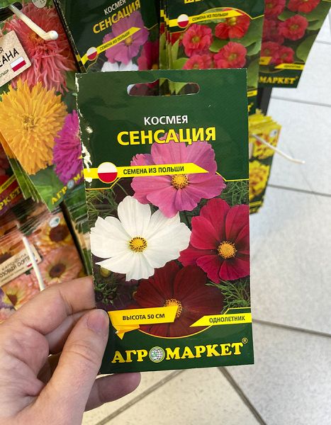 космея Сенсация